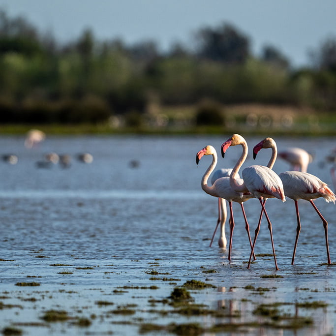 Best Birdwatching Place